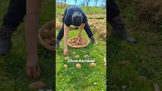 THE SIMPLE POTATO PLANTING IN THE MEADOW