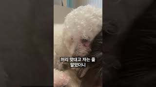 포지킴 눈동자.. #강아지 #강아지여름 #music #반려견 #야간산책 #강아지브이로그 #동물농장강아지 #강아지일상 #애견영상 #cutedog