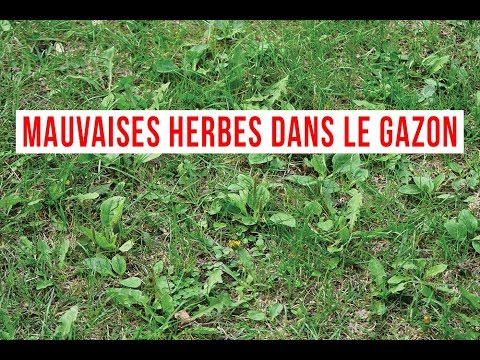 Vidéo: Etiquette Mondiale Contre Les Mauvaises Herbes: Quand Est-ce Que C'est Bogart? Réseau Matador