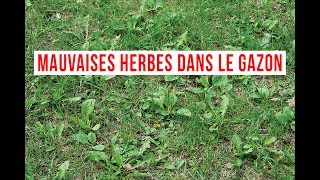 Comment vous débarrasser des mauvaises herbes dans votre gazon