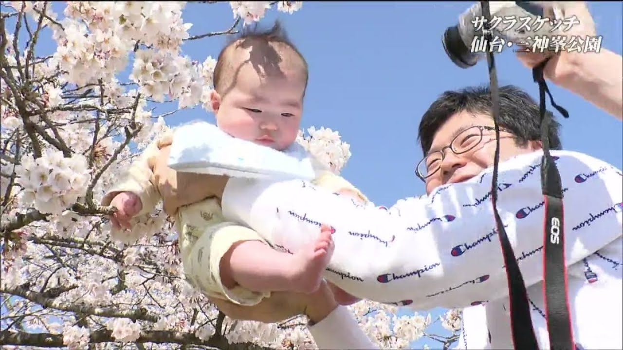 桜神様　木曜日 桜スケッチ】三神峯公園では様々な種類のサクラ750本が咲き誇る 仙台