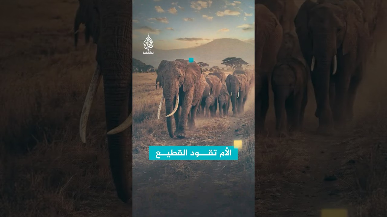 من يقود قطيع الفيلة؟