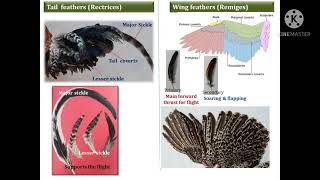 Avian Feather Part 2: Structure and types of Feather 🪶 Feather Anatomy Part 2