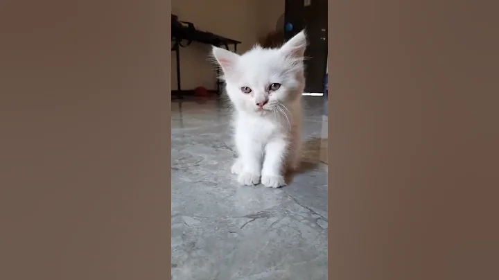 Watch the video about Chi chi _2 mos bob tail | Amber's love ♥️