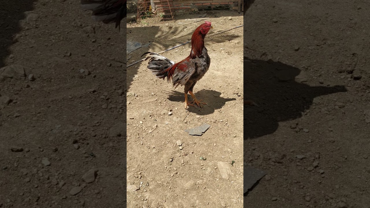 Very very big size!! - YouTube