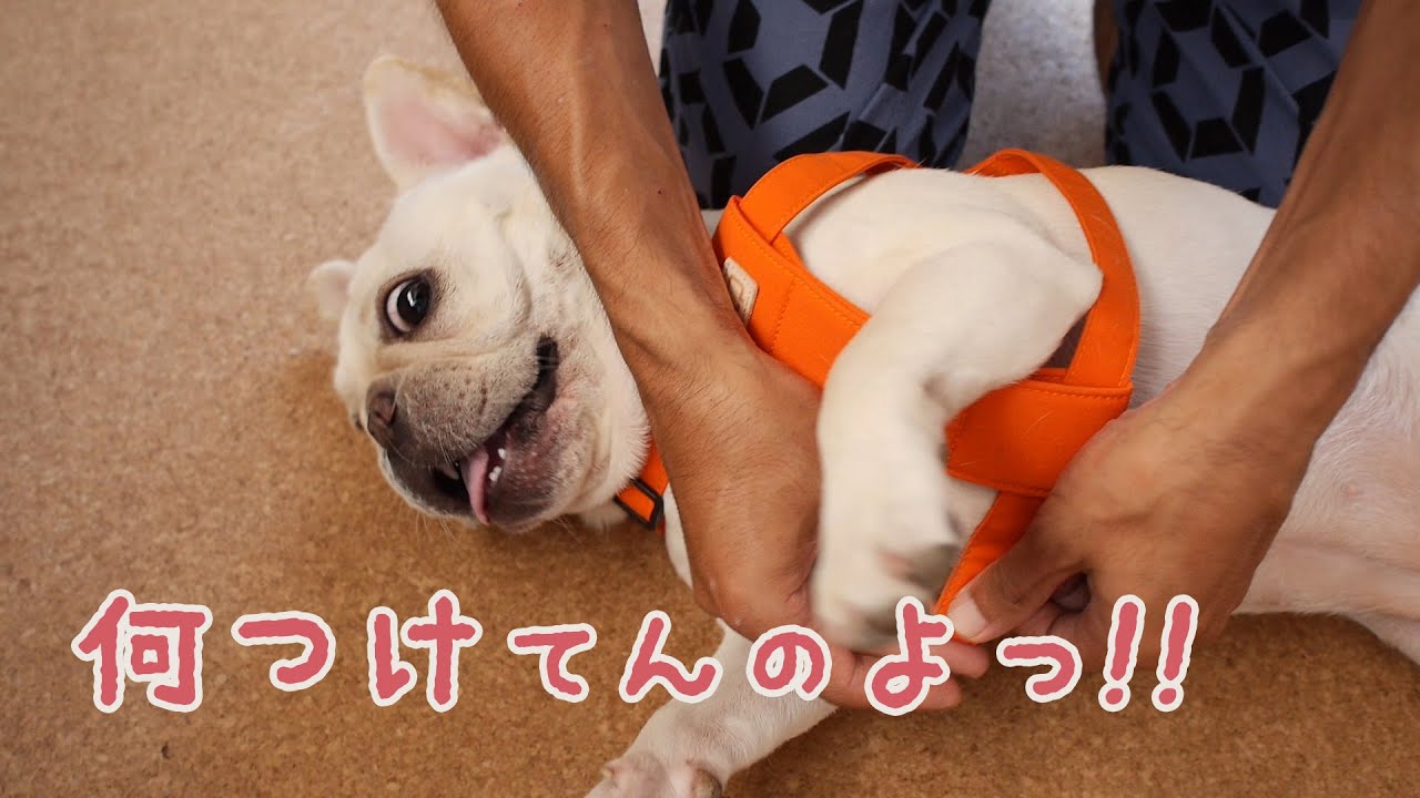 フレンチブルドッグにおすすめの胴輪：QUCHITAP（クチタプ）セボナー