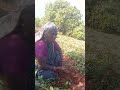 விவசாயம் பண்ற எங்களையும் பாருங்கள் 💯✅ #shortsfeed #shorts#agriculture#விவசாயி#விவசாயம்