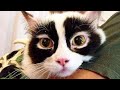 Кошки|Коты|Приколы с котами|Видео с кошками|Позитив|Создай себе хорошее настроение