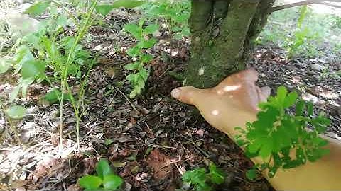 Thăm lại vườn tùng đen ( cứt chuột) đẹp mướt mơ