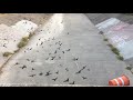 The Bats of San Antonio Video Number 2