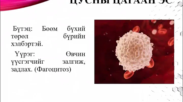 Цусны эсүүдийн хэлбэр онцлог үүрэг /Ж. Алтанзул/