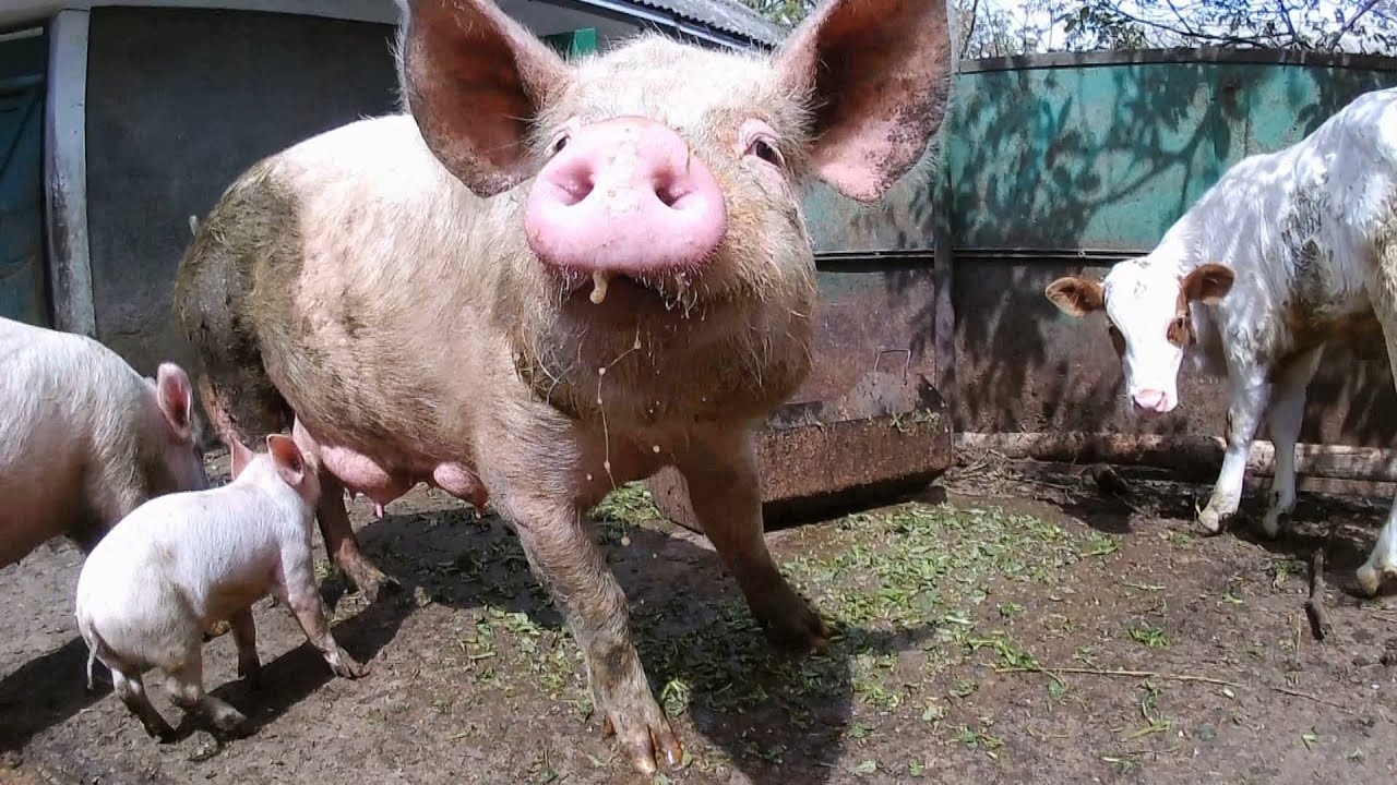 Лечение омфалита у бычка. Treatment omphalitis. - YouTube