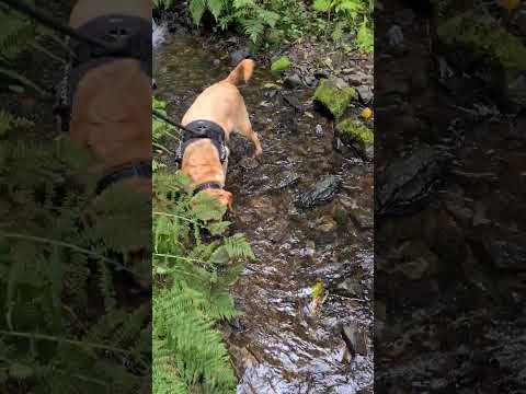 Canonteign Falls