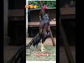 ভিডিওটি পুরো দেখুন #viralvideo #funny #foryou #love