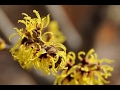 Missouri Plant Garden Finder Botanical