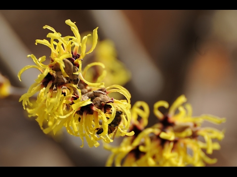 Video: Witch Hazel Pruning - Paano At Kailan Puputulin ang mga Halaman ng Witch Hazel