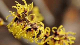 Witch Hazel at the Missouri Botanical Garden