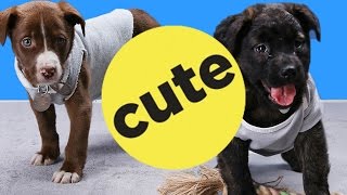 dog sweater from beanie