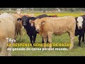 La despensa genética de Ganado del mundo: Razas bovinas de Texas - TvAgro por Juan Gonzalo Angel