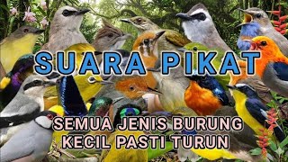 SUARA PIKAT SEMUA JENIS BURUNG KECIL PALING AMPUH 