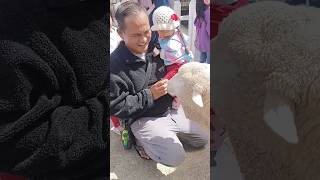 Budak takut dengan kambing biri-biri besar sheep santuary Cameron highland #shorts #short #sheep