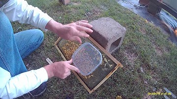 introducing queen bee with pushin queen cage