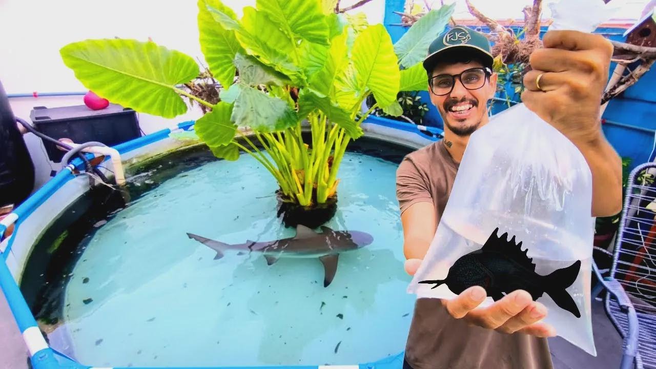 Compré un pez monstruo híbrido súper carnívoro que nadie más tiene
