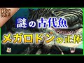 【ゆっくり解説】史上最強のサメ「メガロドン」の謎について