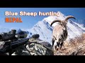 Blue sheep hunting in Népal / 2021