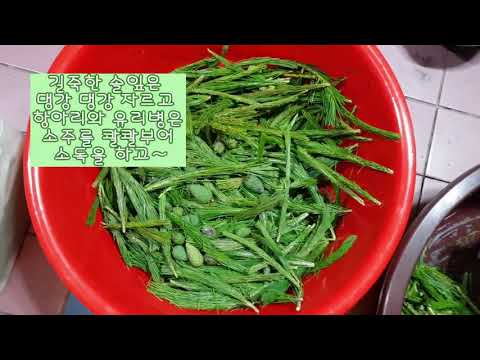 솔잎차 [발효액 만들기] Dip pine leaf tea