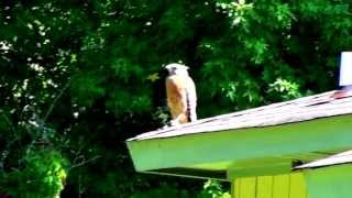 9/20/13 Backyard Birds and Garden Orb Weaver