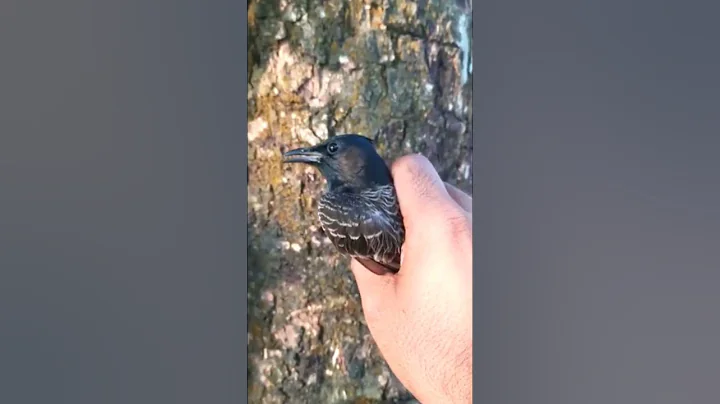 Wild bulbul bird #shorts - DayDayNews