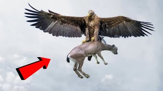 Aguila Caza Una Cabra | Increíbles Ataques de  Águilas | Águilas vs Mono, Zorro y Serpiente