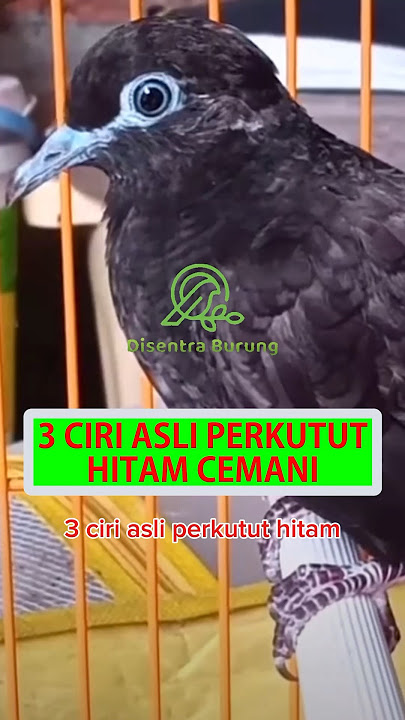 3 Ciri Asli Perkutut Hitam Cemani #shorts #perkutut #katuranggan #perkututhitam #perkututcemani