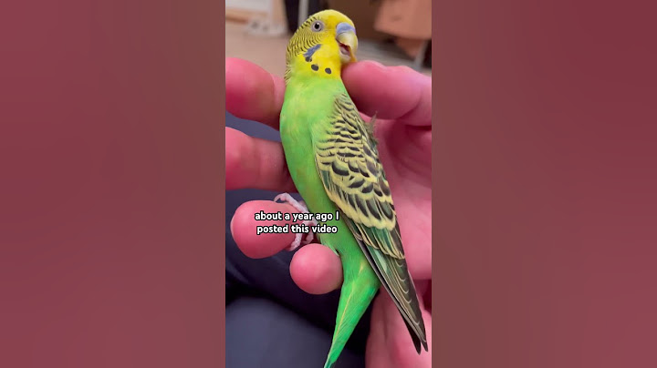 Гладить попугая по спине нельзя 🚫 You can't stroke a parrot's back #birds #parakeet #budgie #parrot