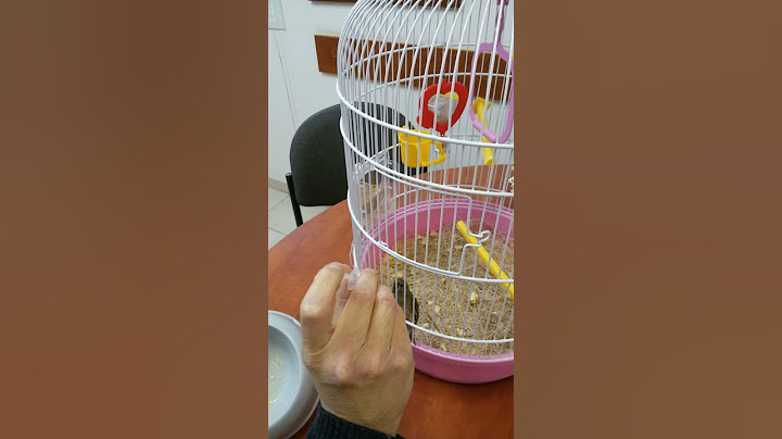 האכלת גוזל ציפור גולדן פינק