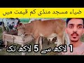 Zia Masjid khanapul Mandi Update 2026 | Sasty Janwar | Bhatta Mandi 