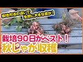 家庭菜園の秋じゃがいも栽培！農園で栽培したジャガイモはどれだけ大きくなったか！保温栽培の効果を徹底検証！【農園ライフ】