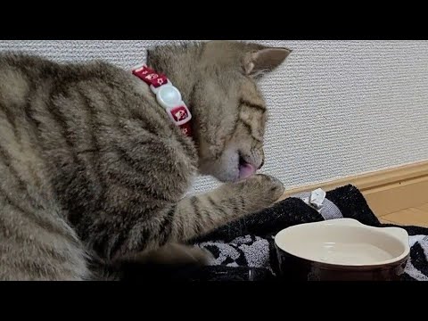 【保護猫】猫が手で水を飲む理由  Kitten drinking water by hand