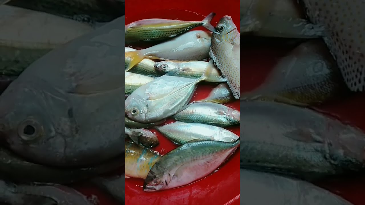 Fresh From The Sea Shorts Fish Food Cooking Shortsfeed