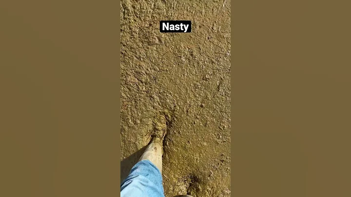 That’s not mud. #manure  #Farming #Shorts ￼#Dairy #Farmer #Agriculture ￼