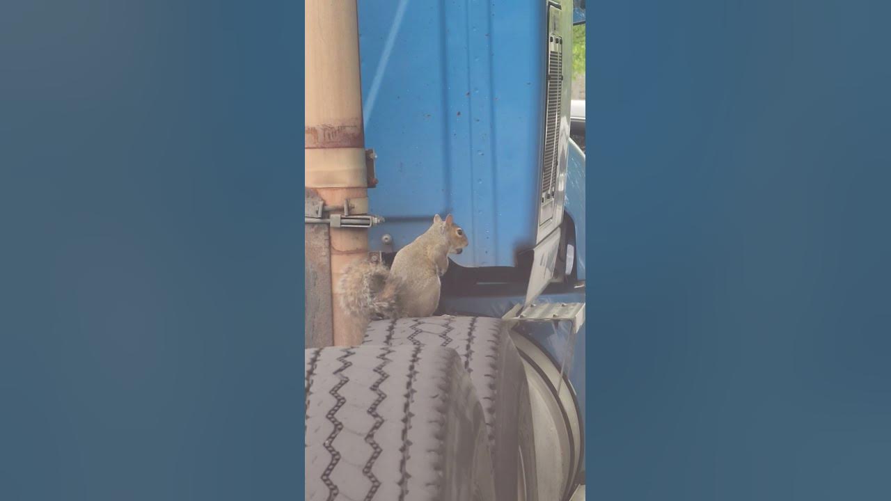 Revenge of the Squirrel! Kron, the squirrel, revisits the Big Rig