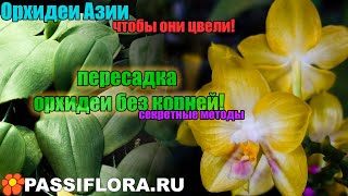 Пересаживаем орхидею. БЕЗ ошибок!Или как не надо спасать орхидею - это ее убивает!