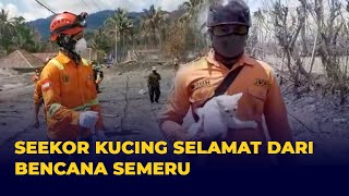 Kucing Putih Ditemukan di Rumah Rusak Terdampak Bencana Semeru Dalam Keadaan Hidup