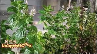 Janji Robbie Hutton  Call My Name  House  Ncs