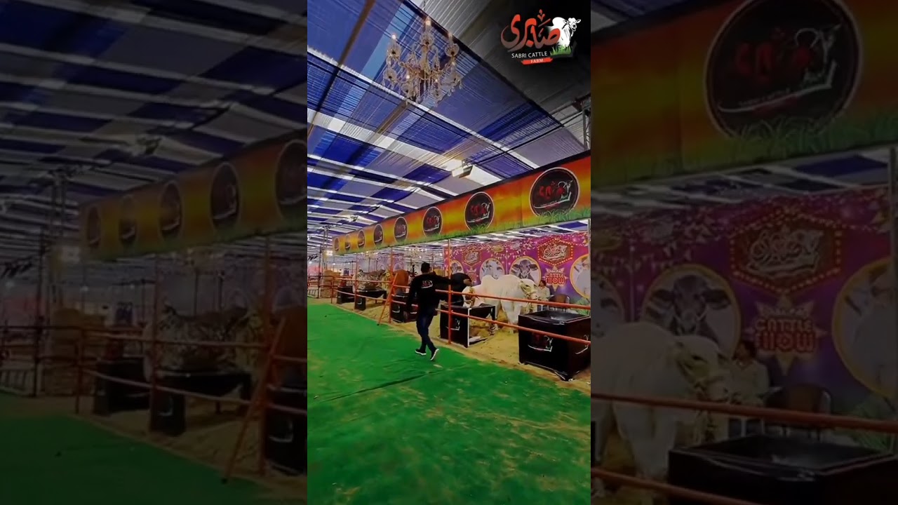 Ma Sha Allah sabri Cattle Farm at dalfa Cattle show 2024 season 3 expo centre karachi
