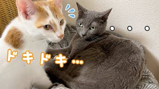 子猫が気難しい先住猫と一緒に寝たいようです