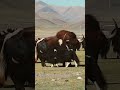The Biggest Yak Breeding Problem❗️| Wild Yak Hanging With Domestic Yaks #angry #animals #tibet