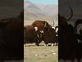 The Biggest Yak Breeding Problem Wild Yak Hanging With Domestic Yaks Angry Animals Tibet 