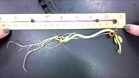 My Experiment: Beans - Data Day 3